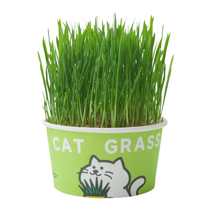 Easy-Grow Pet Grass Planter - Non-Gmo Feline Grass Treats for Hairball Control, Digestion Support, Chewing Needs - Ideal for Cats