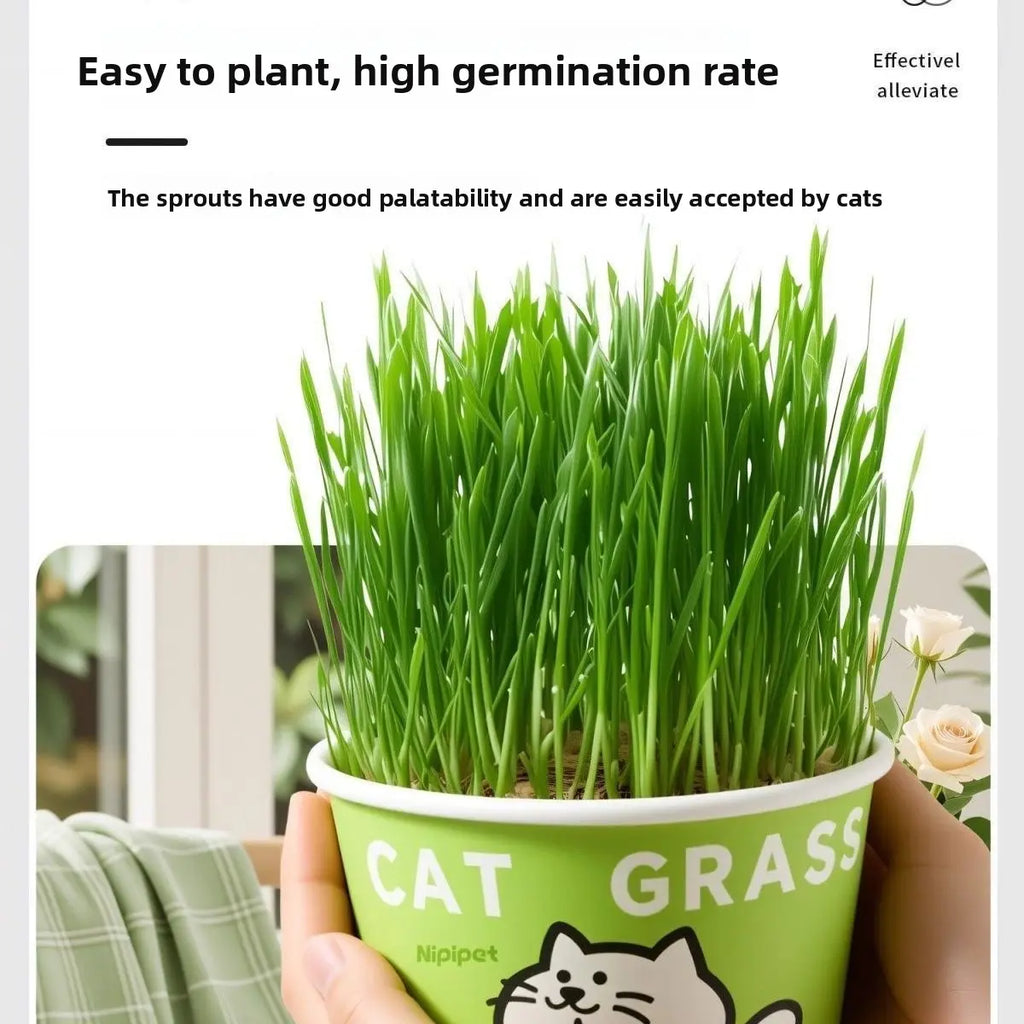 Easy-Grow Pet Grass Planter - Non-Gmo Feline Grass Treats for Hairball Control, Digestion Support, Chewing Needs - Ideal for Cats